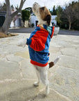 Dog wearing a colorful dog jumper standing on a stone path with trees and houses in the background.