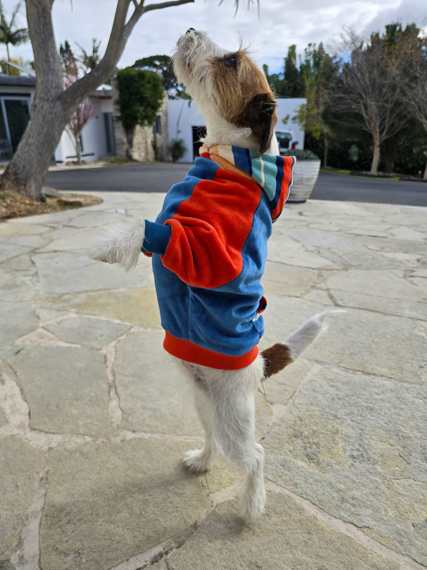 Dog Hoodie - high quality hoodie made for dogs. this hoodie is extremely soft and warm and made with cotton.