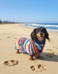 Dachshund wearing a dog drying robe on the beach - the robe is by the brand Dolphin and Dog