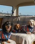 Dachshunds in a camper van at the beach wearing their wearable dog towels,