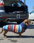 dachshund wearing a hooded dog towel, in a beach carpark waiting to get in the car