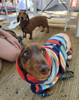 Dachshund with a dog coat, hooded dog towel, dog towel, dog robe