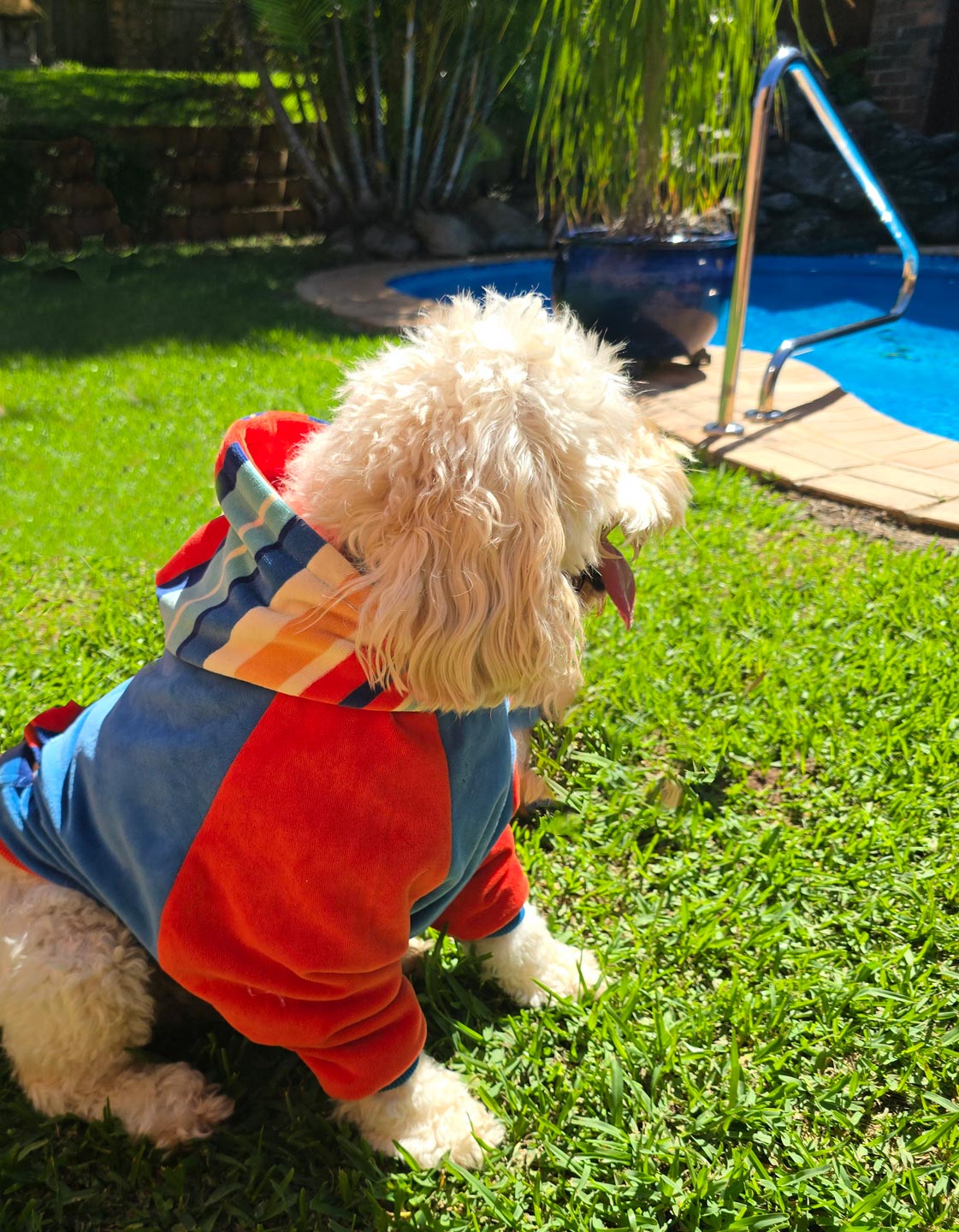 Dog Hoodie – Dry and warm your dog in one go with this absorbent and cosy dog towel hoodie—perfect after baths or walks. dog jumper
