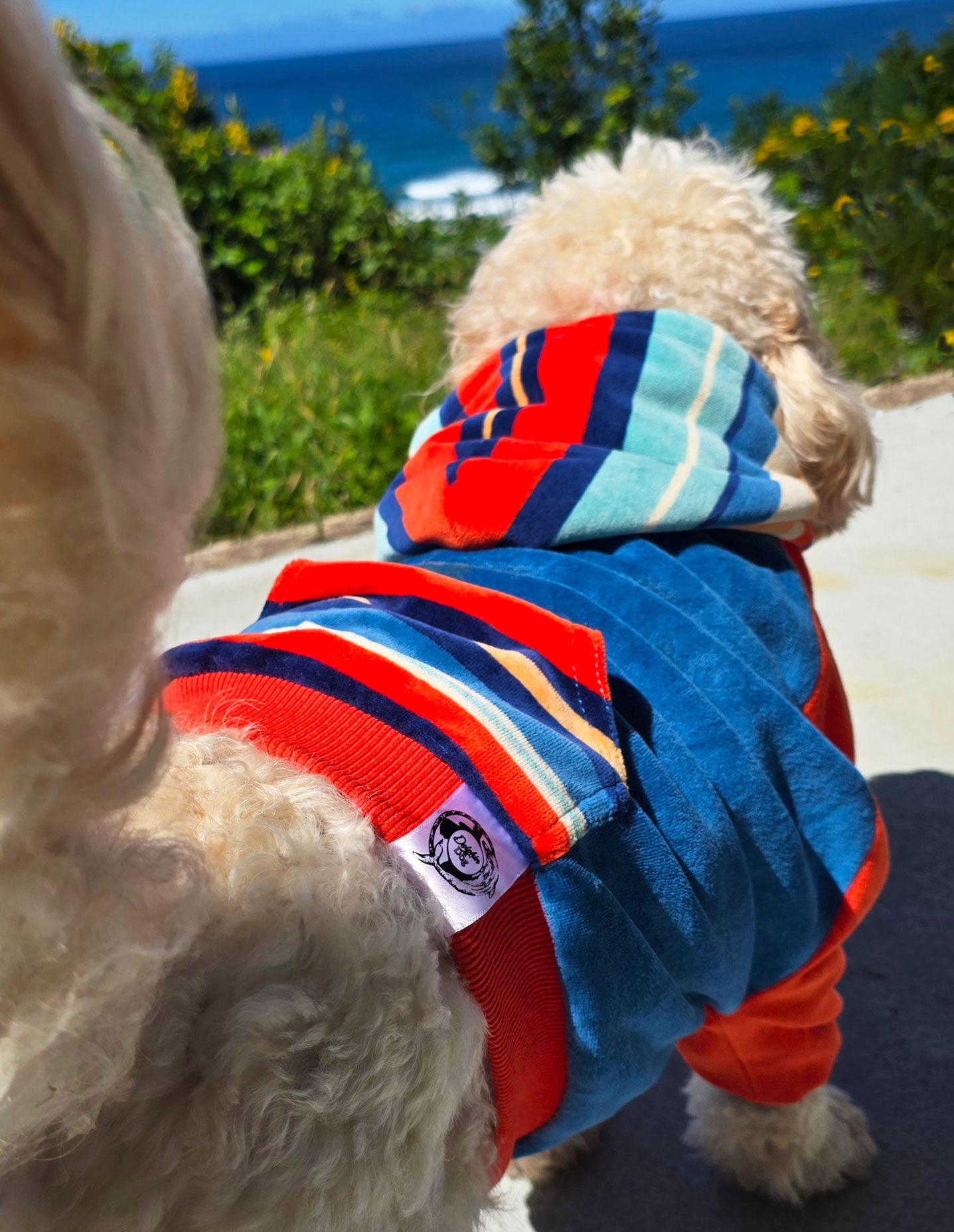 Dog Hoodie – Keep your pup warm in style with our premium dog hoodie. Soft, snug, and perfect for all breeds. dog jumper.