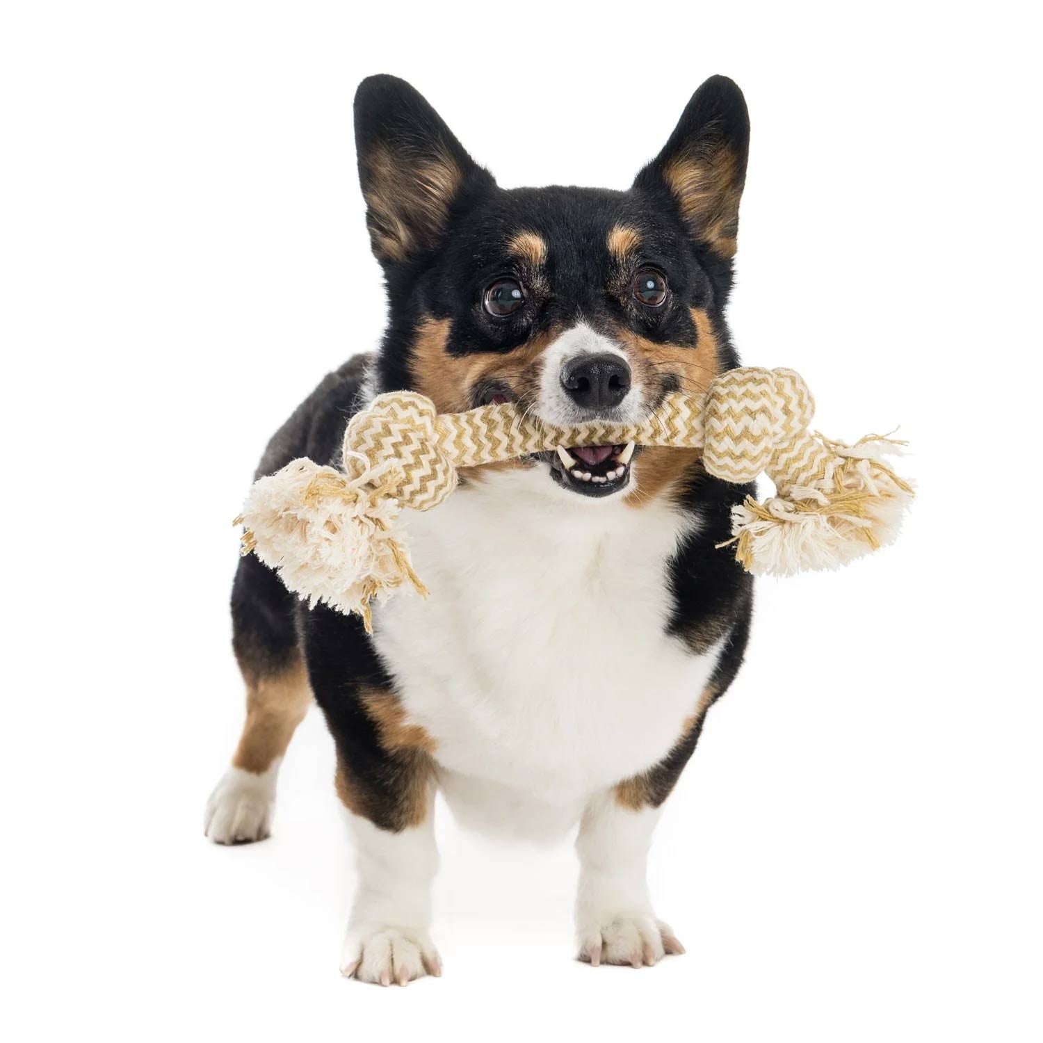 Dog holding a rope chew toy in its mouth on a white background