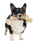 Dog holding a rope chew toy in its mouth on a white background