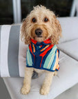 Small dog wearing a dog drying robe indoors on a chair