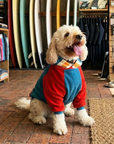 A happy cockapoo wears a colorful dog hoodie and dog jumper in a surf shop. The vibrant fleece sits on a rustic brick floor with surfboards behind.