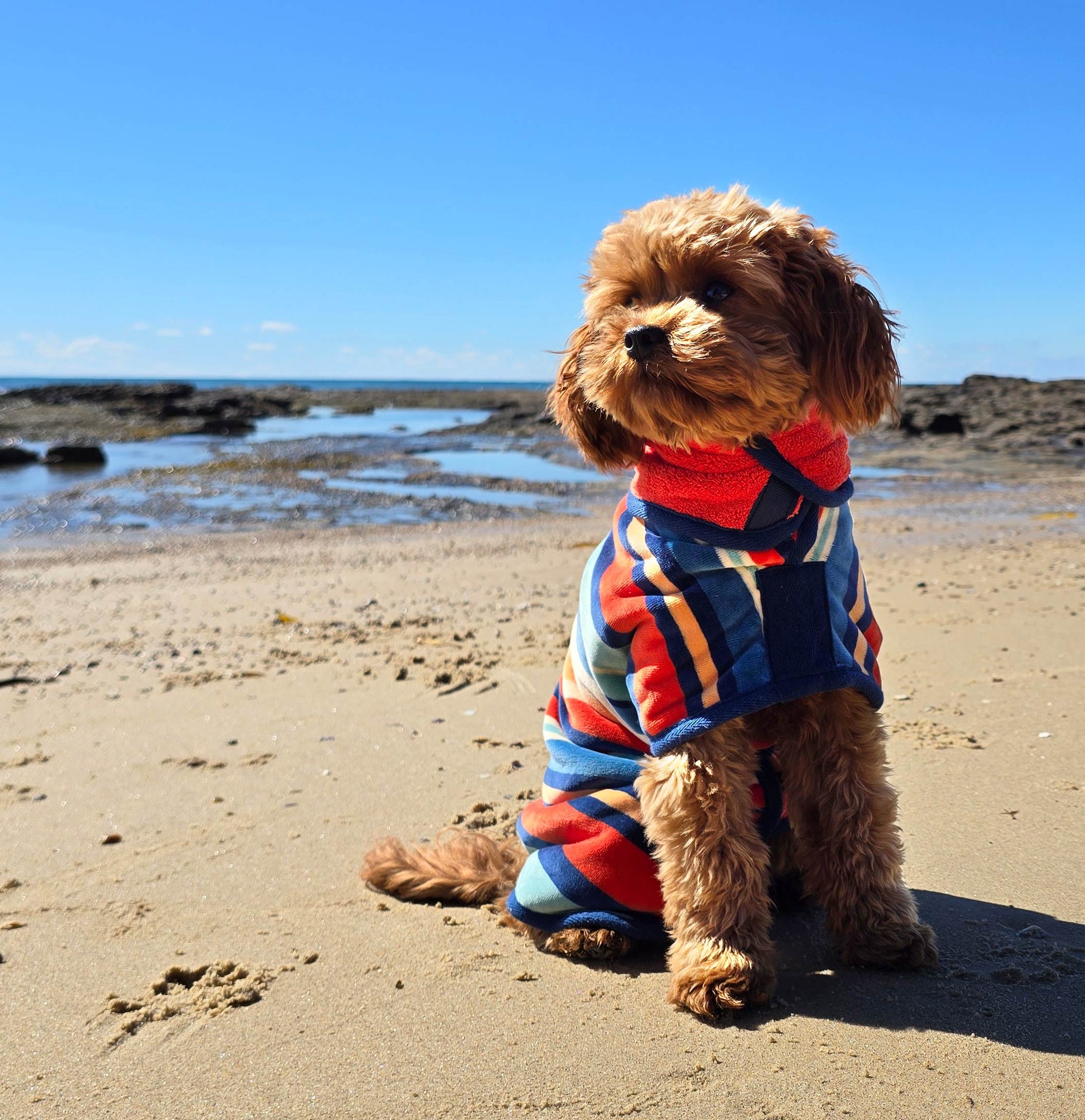 a dog towel robe, a dog towel that's a dog bathrobe