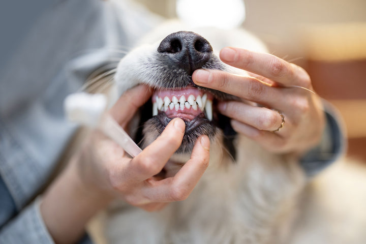 brushing dog teeth, dogs teeth, dogs tooth, brushing your dog teeth, how to brush your dogs teeth, dog dental hygiene, dog gum disease, dog teeth care, dog dental care 