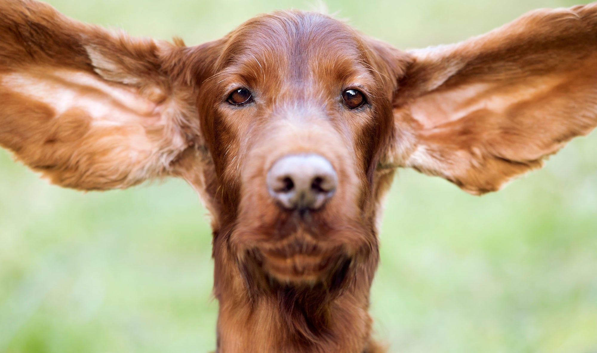 dog ear cleaning, cleaning the dogs ears, dogs ears, ears dog, how to clean dogs ears, help on cleaning dogs ears, wash dogs ears, washing dogs ears.;