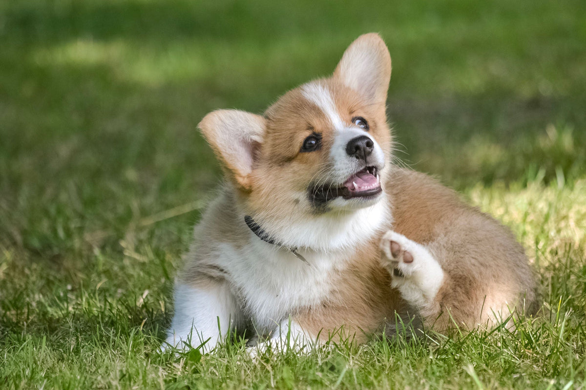 dog ticks, dog fleas, how to stop dog fleas, stop dog fleas, treat dog ticks ,help dog fleas, help dog ticks, fleas and ticks, tick treatment, flea treatment ,; 