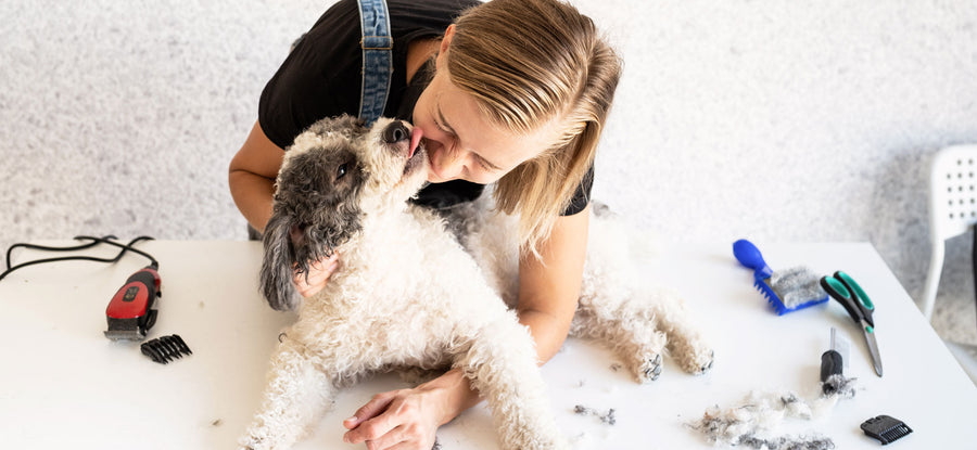 dog grooming, wired haired dogs, grooming dogs, dog, dogs, grooming, grooming your dog, dog help guide, grooming for dogs, help grooming dogs, dog bath,