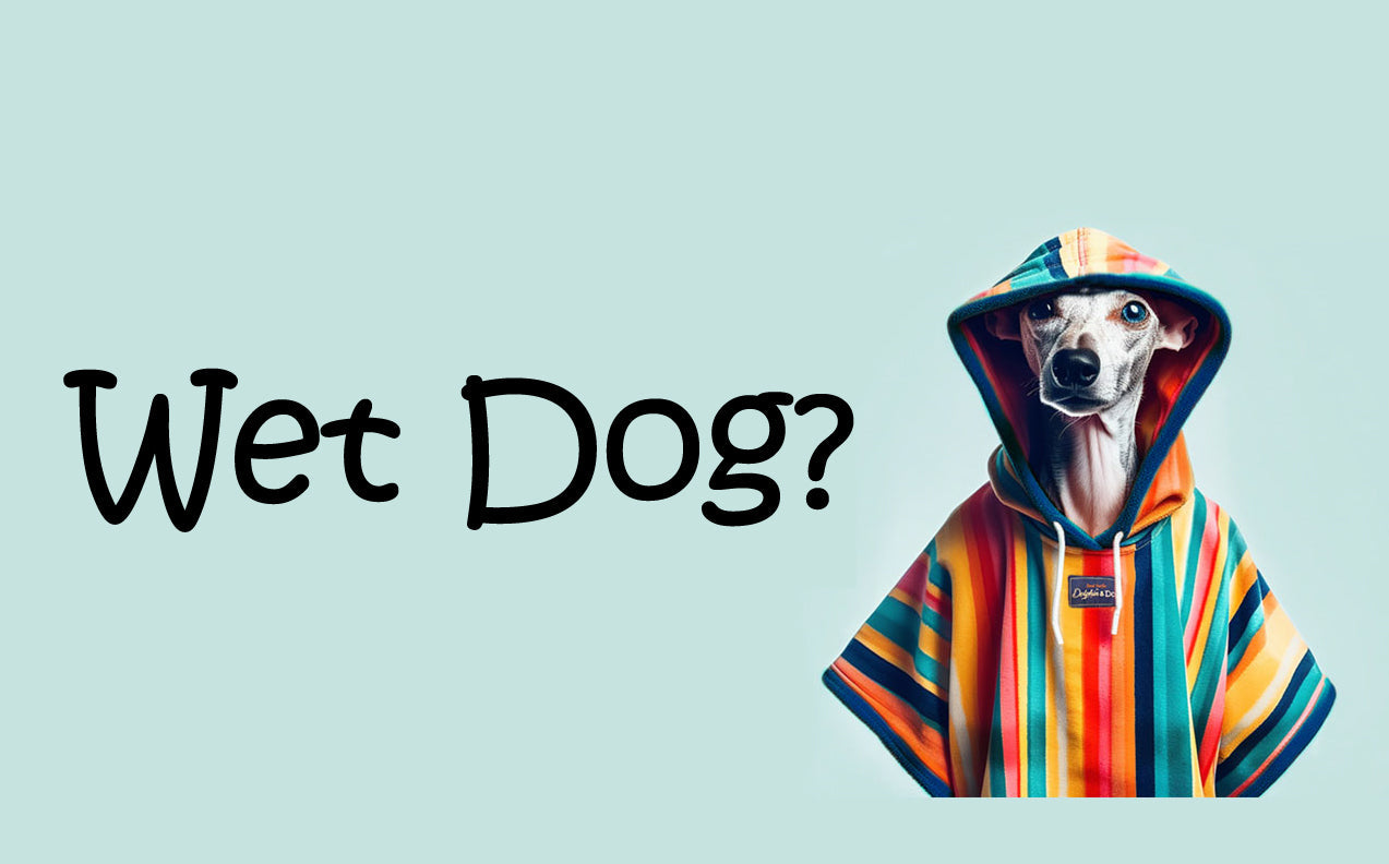 dog towel, dog wearing a dog drying coat 