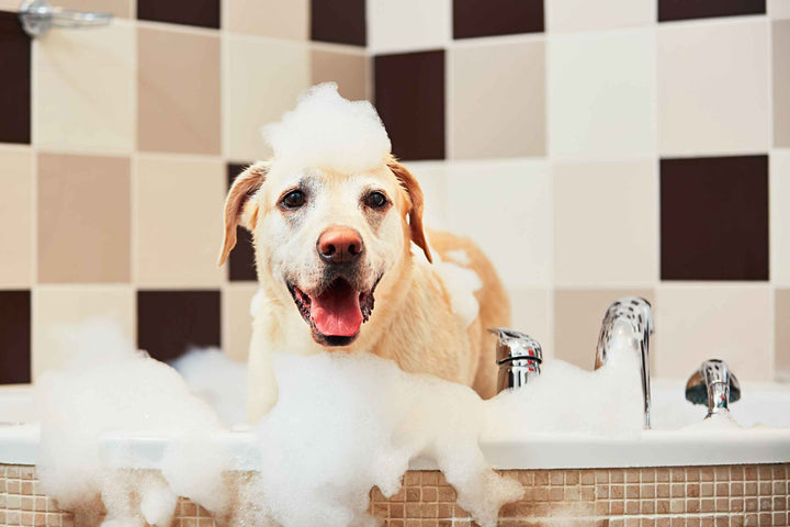 dog bath, dogs bath time, washing your dog, dirty dog, the dog wash, wet dog, dog towel, dolphin and dog, clean dog, drying your dog, dogs, dog in bath, dog in bath