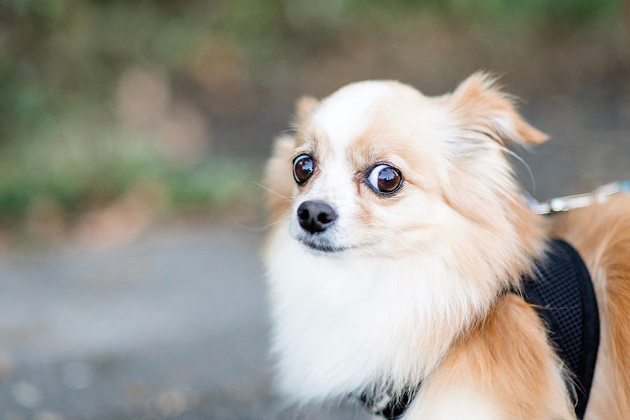 dog anxiety, dog anxiety vest, dog anxiety coat, dog anxiety jacket, anxiety and dogs, scared dog, anxiety help for dogs