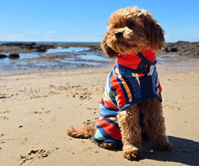 thw wearable dog towel robe, dog wearing a dog drying coat at the beach on a sunny day 