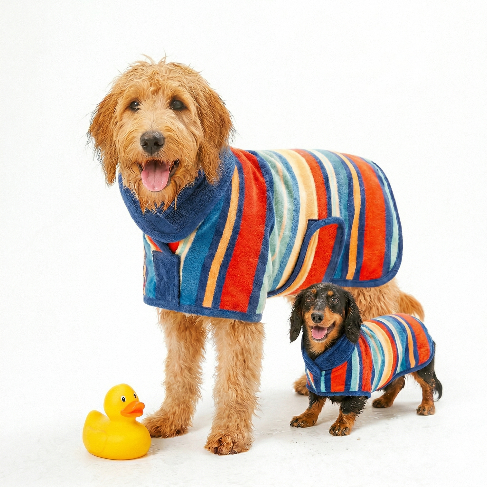a doodle and dachshund dog wearing striped dog drying coats. This plush dog bathrobe and dog robe features a cozy high neck for post-bath drying.