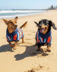 two Dachshunds playing on the beach with there dog drying coats on
