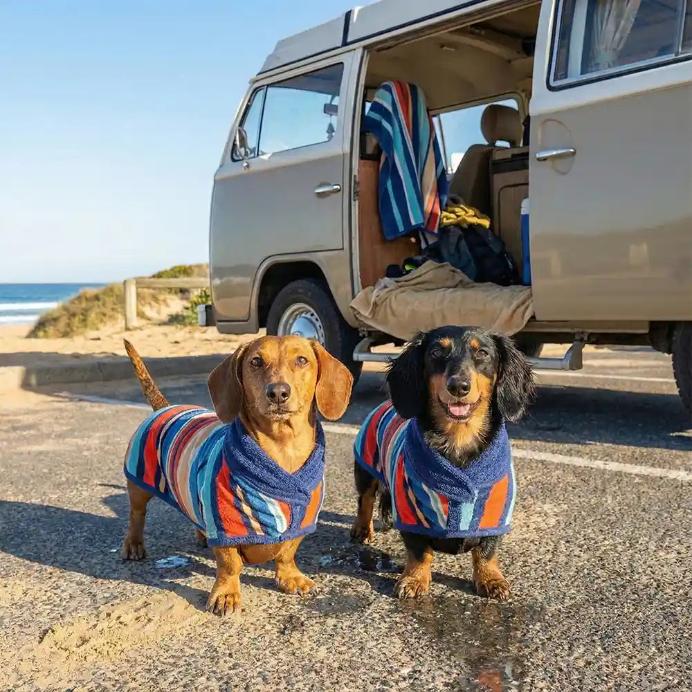 Two Dachsunds in colorful wearable dog towels, standing on a road near an open van with beach scenery.