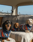 Dachshunds in a camper van at the beach wearing their wearable dog towels, 
