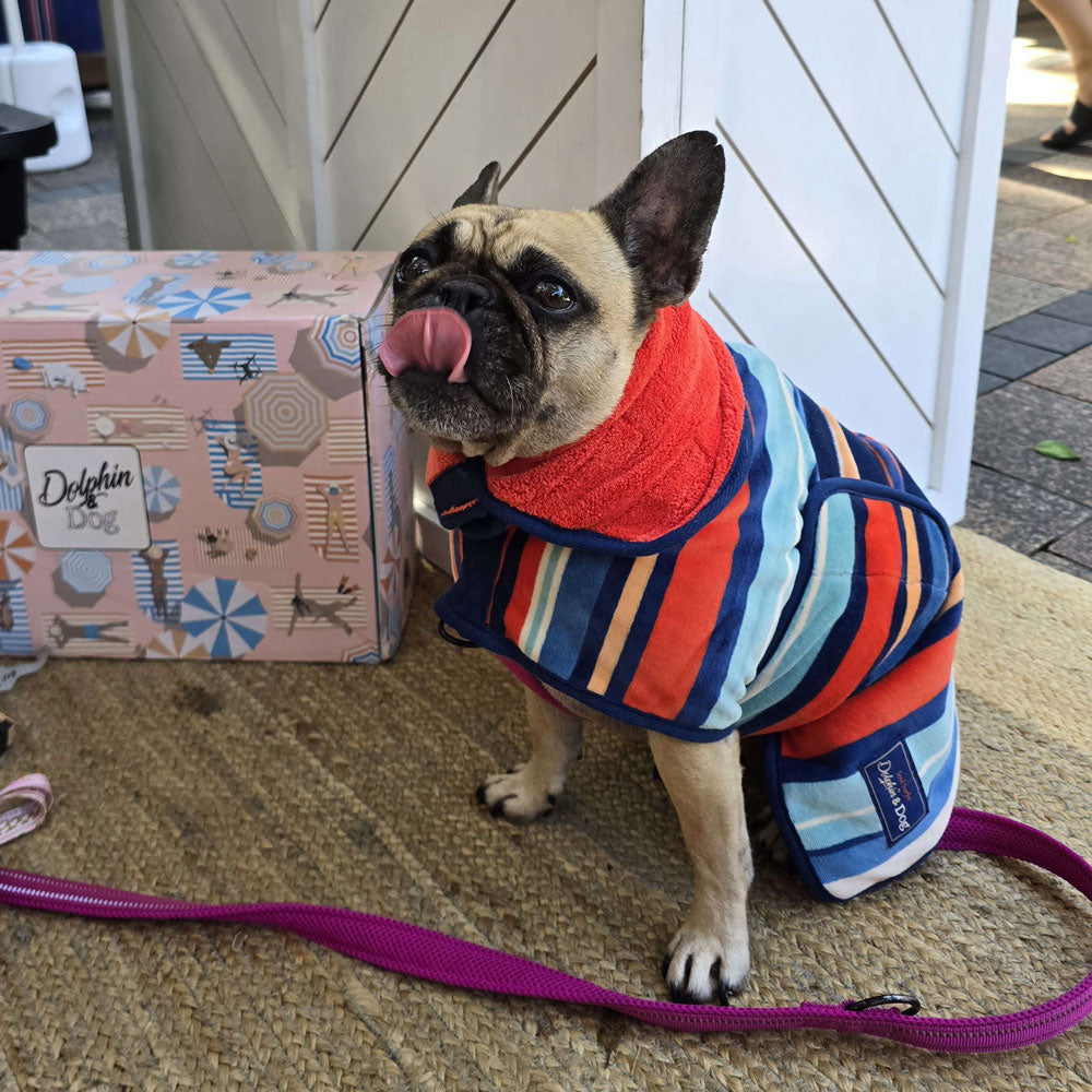 french bull dog wearing a Dolphin and Dog wearable dog towel, the dog rob has an adjustable belly strap and a adjustable neck.