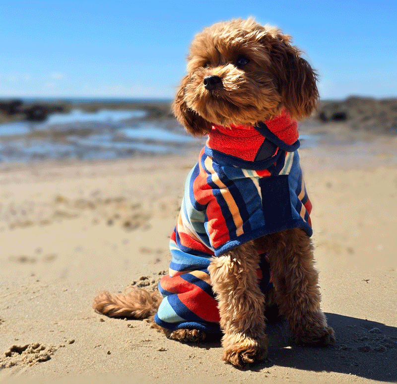 dog towel - these dog drying coats offer amazing dog drying ability, best towels to dry dogs. Dog on Beach wearing a hooded dog towel