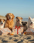 gift hampers and gift boxes made for dogs, dogs enjoying their gift box on the beach.