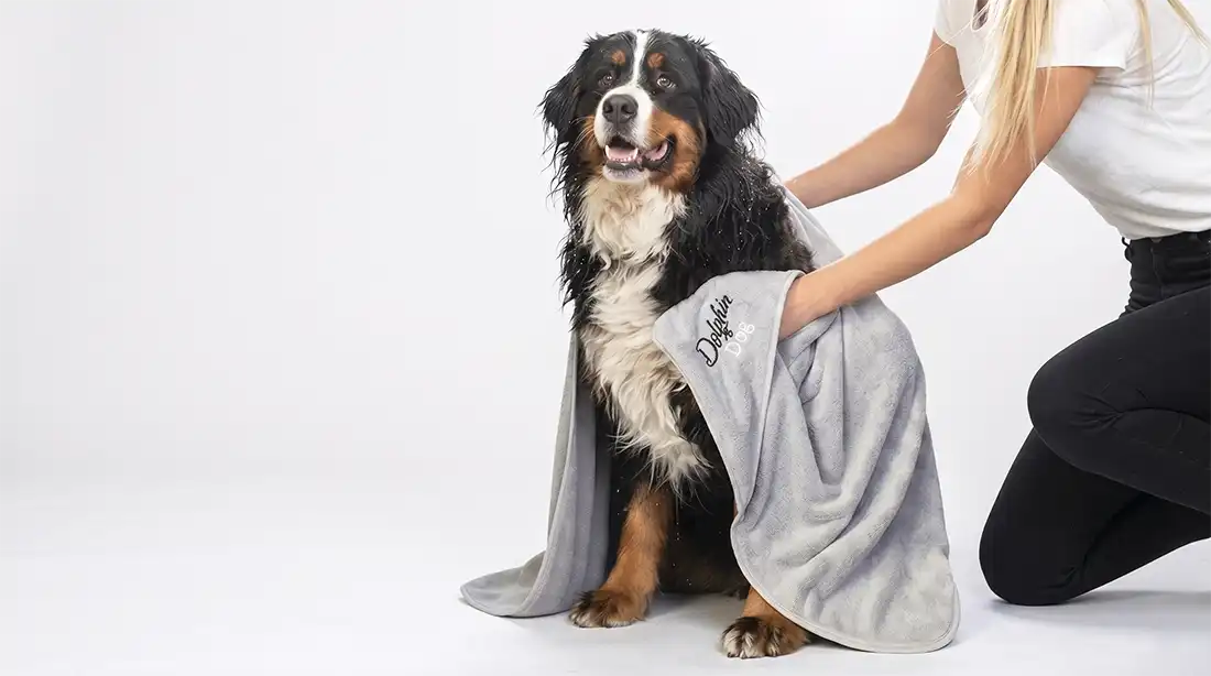 Dog wrapped in a gray towel with a person assisting, on a white background