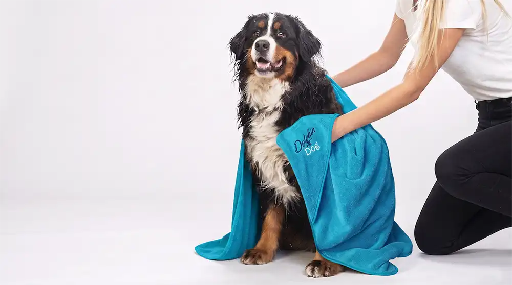 Dog being dried with a blue towel by a person on a white background