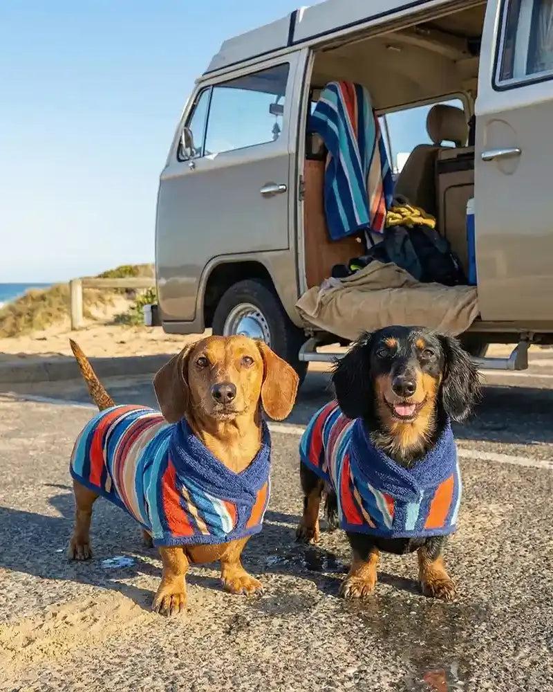Two dogs in colorful bathrobes standing in front of a van on a beach.