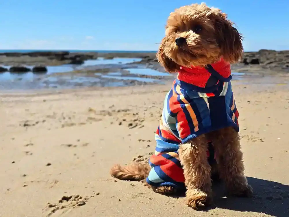 Dog wearing a colorful bathrobe on a sandy beach with water and rocks in the background