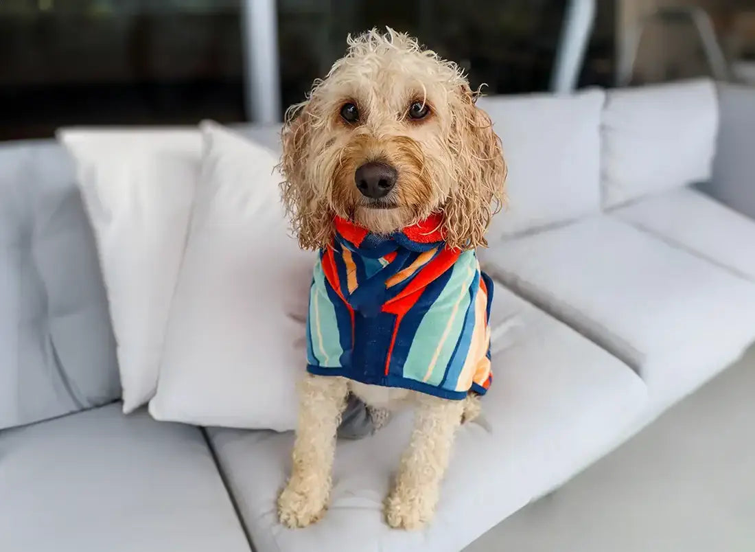 Dog wearing a colorful bathrobe sitting on a white couch.
