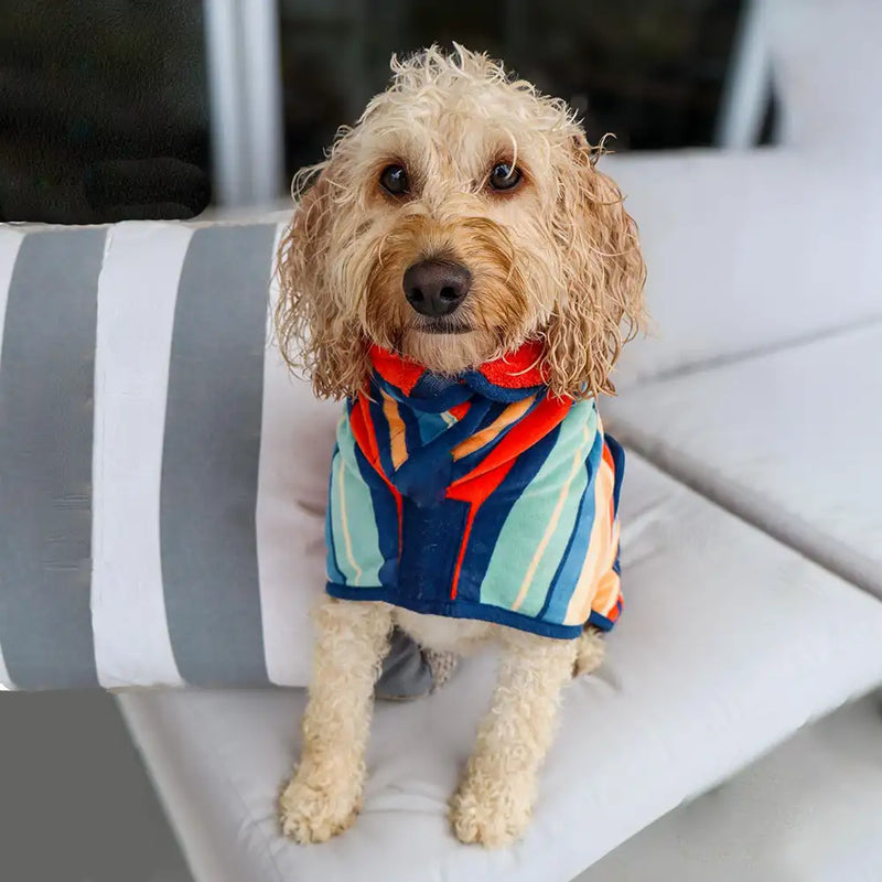 Small dog wearing a dog drying robe indoors on a chair
