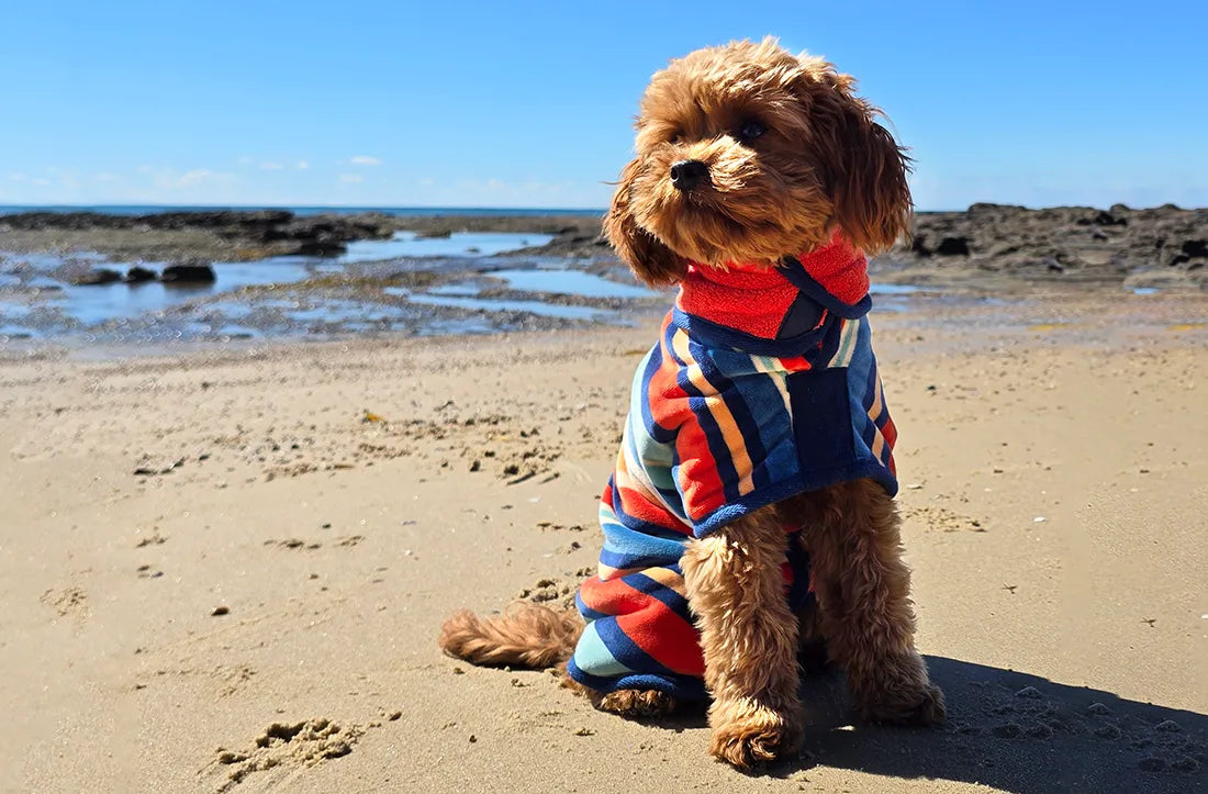 Dog wearing a colorful dog drying robe on a sandy beach with ocean and rocks in the background