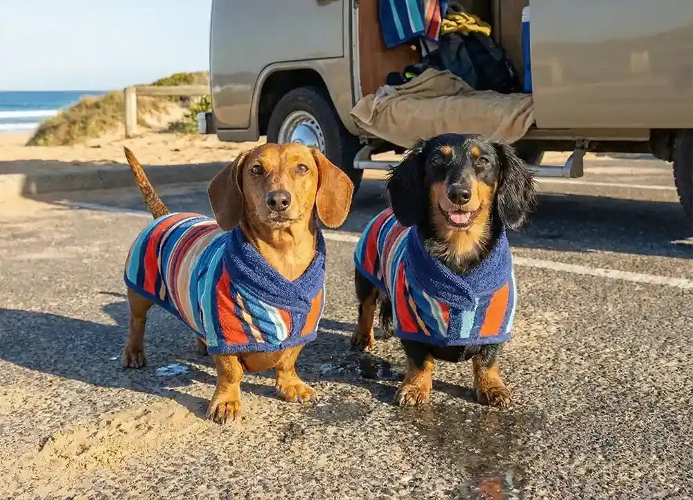 Two small dogs wearing dog drying robes standing on a road near a vehicle with a beach in the background.
