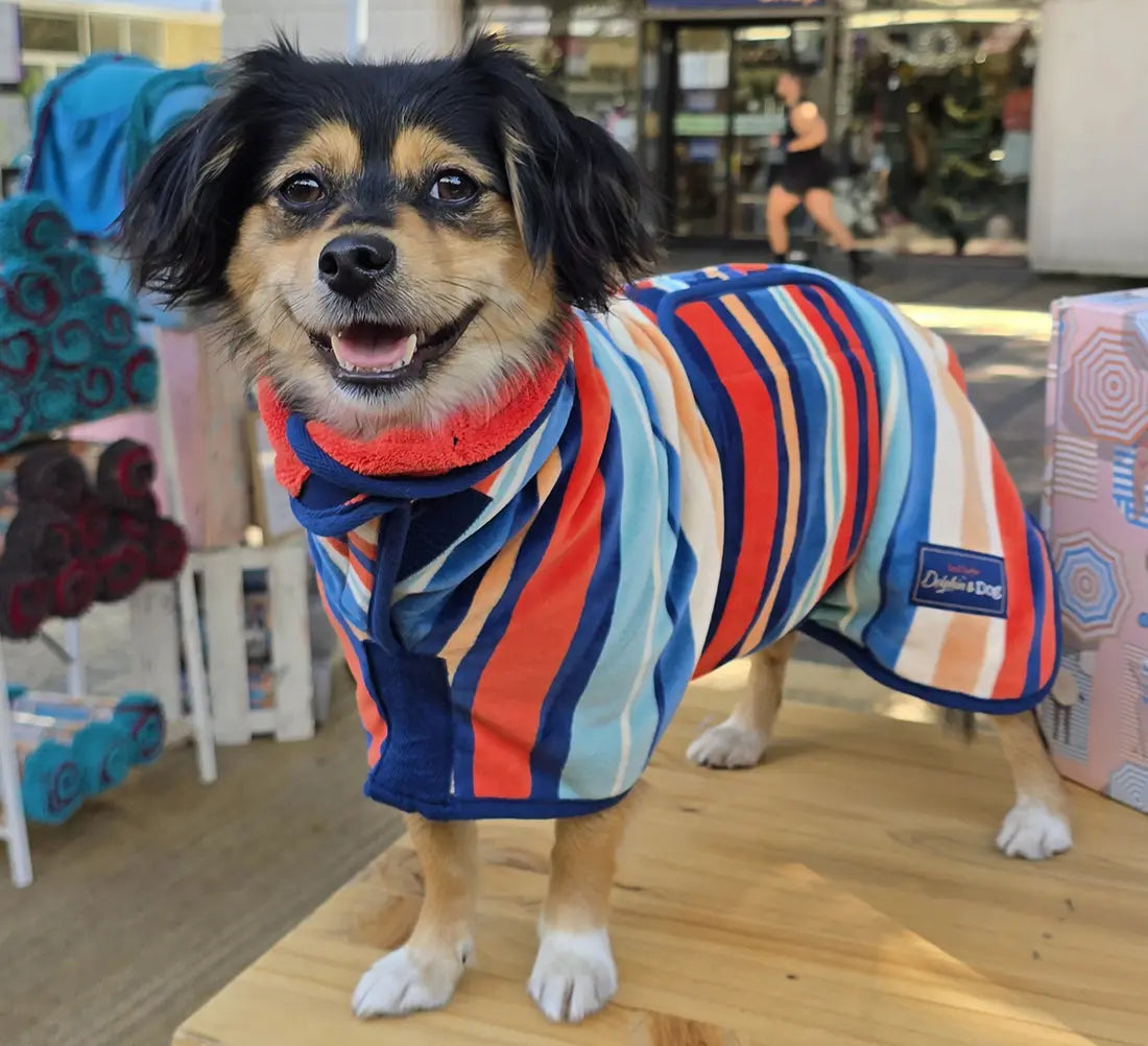 Dog wearing a colorful striped dog drying robe in a store setting