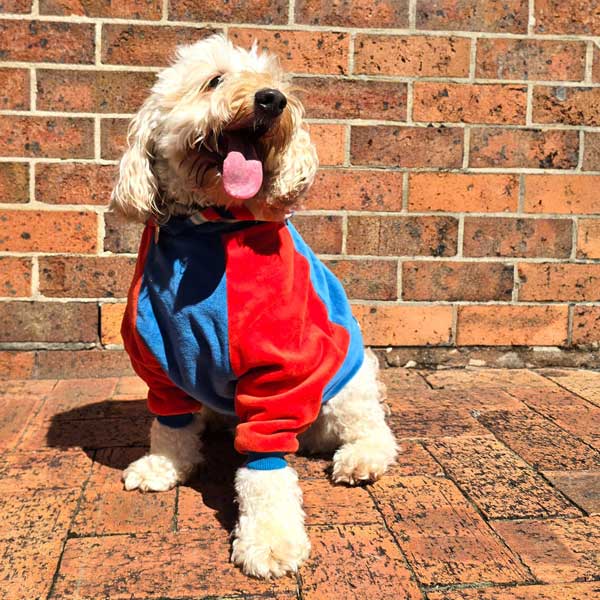 Dog Hoodie – Keep your pup warm and stylish with my ultra-soft dog hoodie, perfect for chilly days and cosy nights. dog jumper

