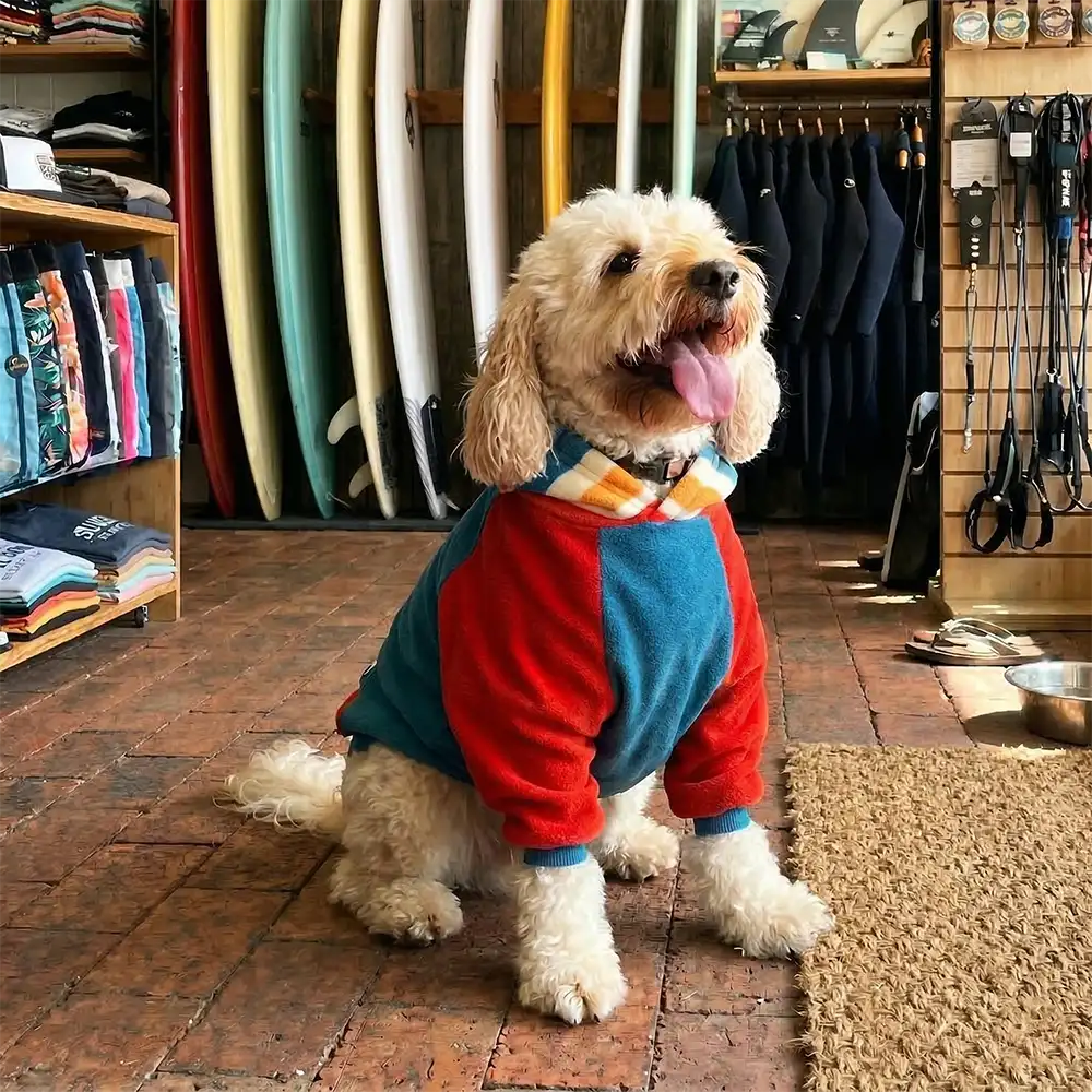 A happy cockapoo wears a colorful dog hoodie and dog jumper in a surf shop. The vibrant fleece sits on a rustic brick floor with surfboards behind.