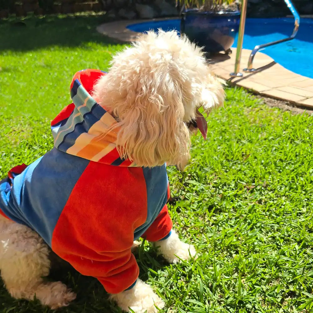 dog earing a dog hoodie by the pool on a sunny day, the dog jumper is red and blue with a striped hood