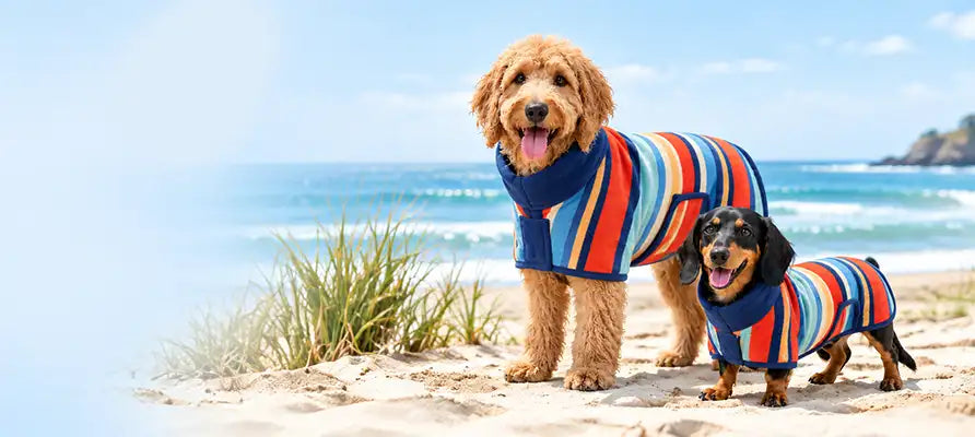 Dogs wearing striped dog drying robes on the beach