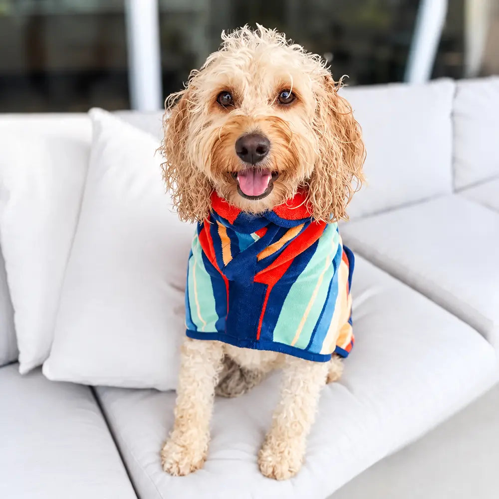 Dog wearing a colorful dog robe sitting on a white surface