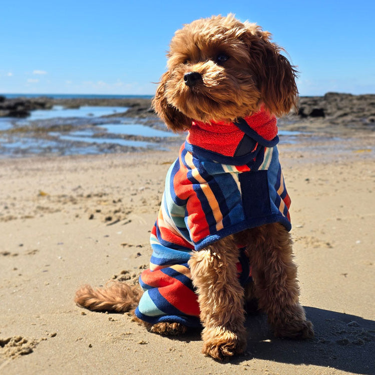 dog on beach wearing a wearable dog towel by Dolphin and dog, the dog towel is striped and colouful 