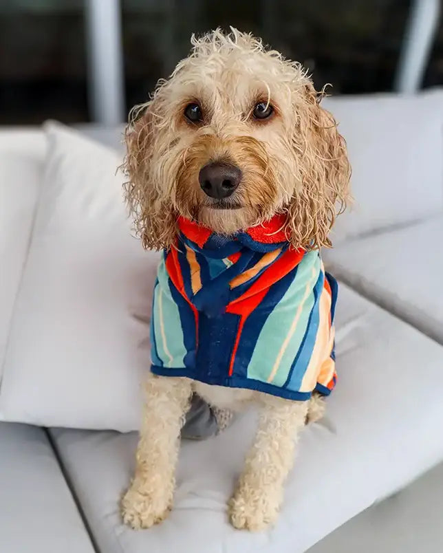Dog wearing a colorful Dog towel robe sitting on a white sofa