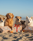 gift hampers and gift boxes made for dogs, dogs enjoying the gifts on the beach.