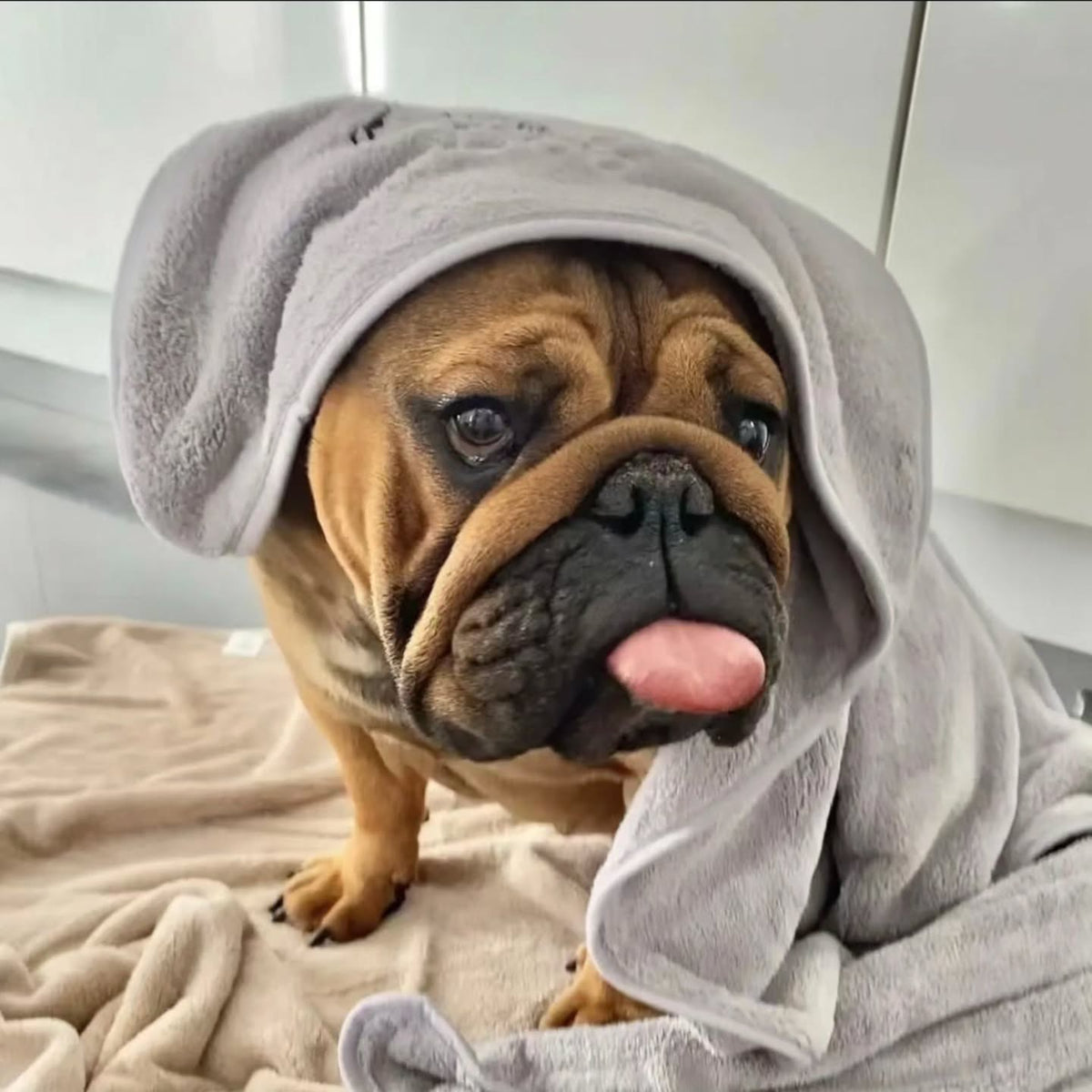 Dog Bath Towel Set