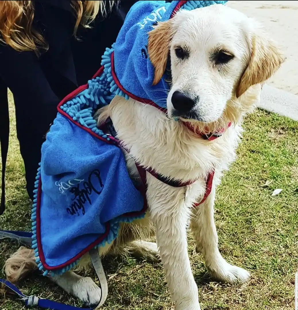 Dog wrapped in a blue dog towel on a grassy area